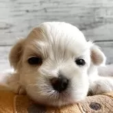 マルチーズ