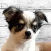 チワワ(ロング)