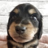 ミニチュアダックスフンド(ロング)