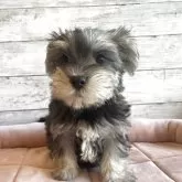 シュナマル(マルチーズ×ミニチュアシュナウザー)【北海道・男の子・2025年10月1日・ソルト&ペッパー】の写真2