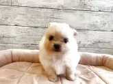 ポメチワ(チワワ×ポメラニアン)【北海道・男の子・2025年10月31日・クリーム】の写真2