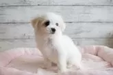 チワマル×マルチーズ【北海道・女の子・2024年10月13日・クリーム】の写真2
