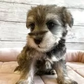 シュナマル(マルチーズ×ミニチュアシュナウザー)【北海道・女の子・2025年10月1日・ソルト&ペッパー】の写真3