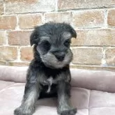 シュナマル(マルチーズ×ミニチュアシュナウザー)【北海道・男の子・2025年10月1日・ソルト&ペッパー】の写真4