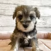 シュナマル(マルチーズ×ミニチュアシュナウザー)【北海道・女の子・2025年10月1日・ソルト&ペッパー】の写真5