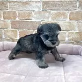 シュナマル(マルチーズ×ミニチュアシュナウザー)【北海道・男の子・2025年10月1日・ソルト&ペッパー】の写真5