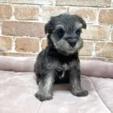 シュナマル(マルチーズ×ミニチュアシュナウザー)【北海道・男の子・2025年10月1日・ソルト&ペッパー】の写真6