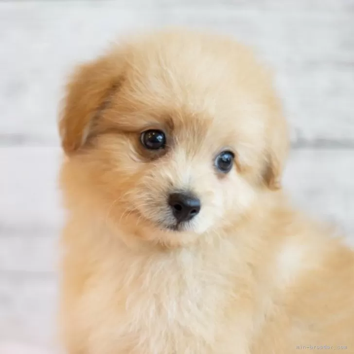 ID:2404-03997の子犬