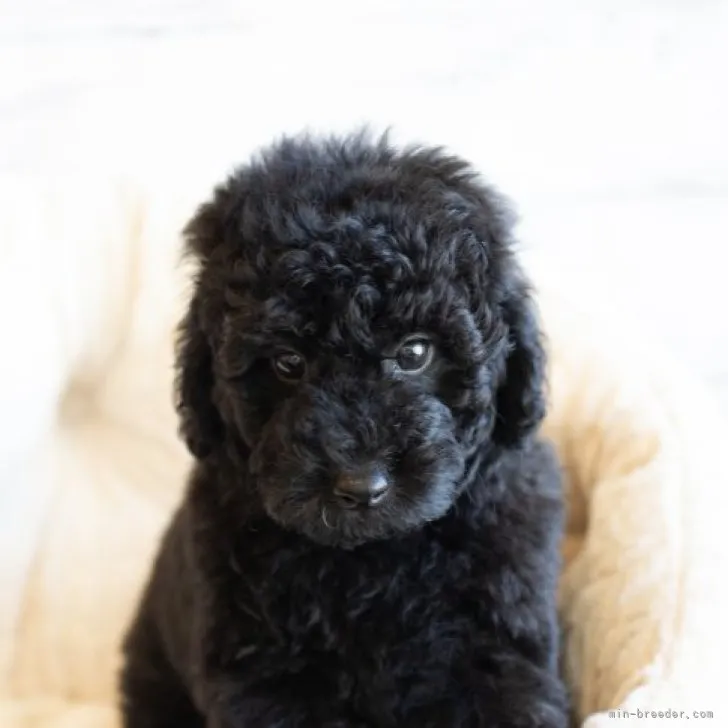 ID:2305-03333の子犬