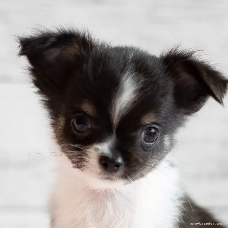 ID:2403-01728の子犬