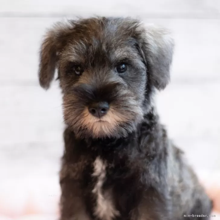 ID:2403-06673の子犬