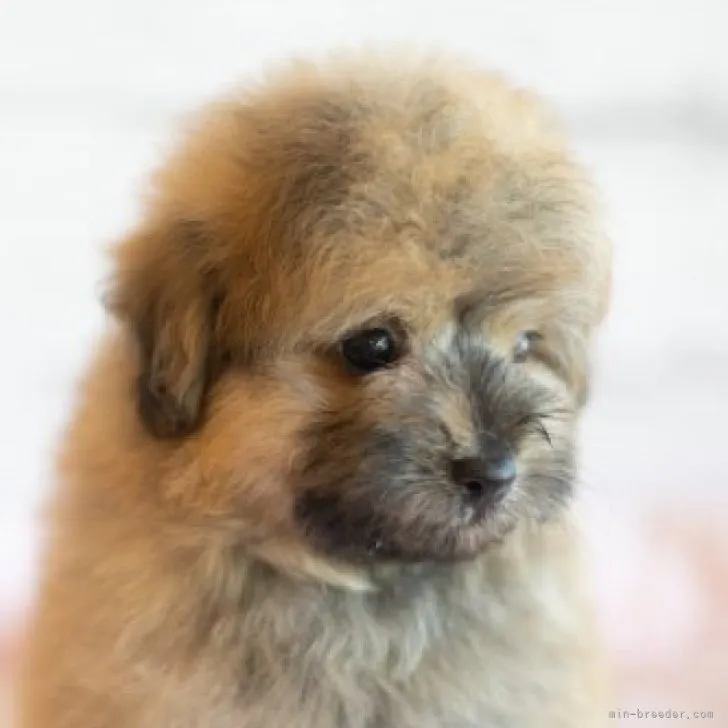 ID:2307-06136の子犬