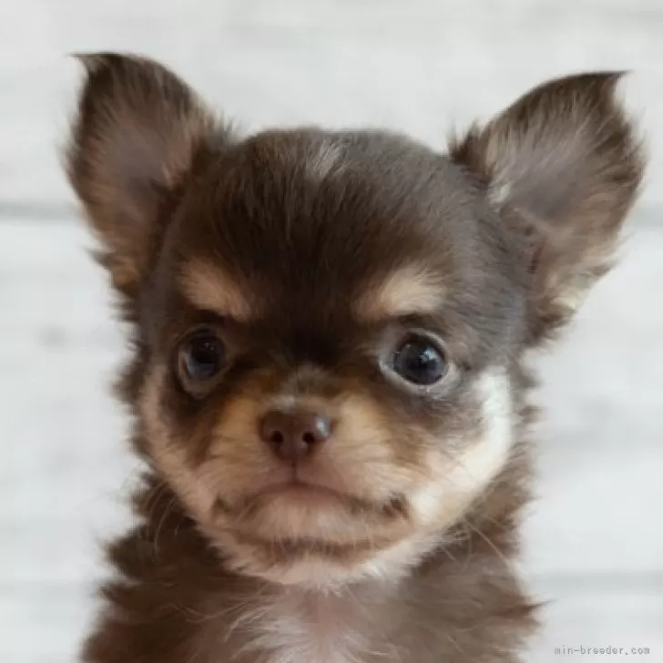 ID:2408-05989の子犬