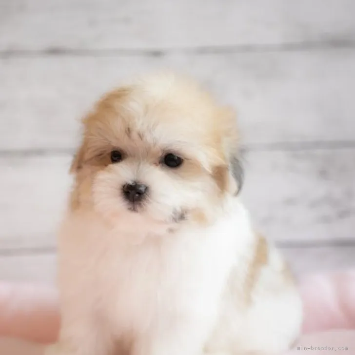 ID：2303-04330の子犬