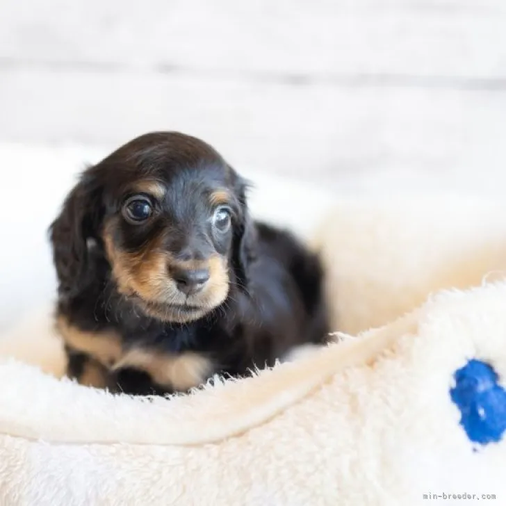 ID:2212-02582の子犬