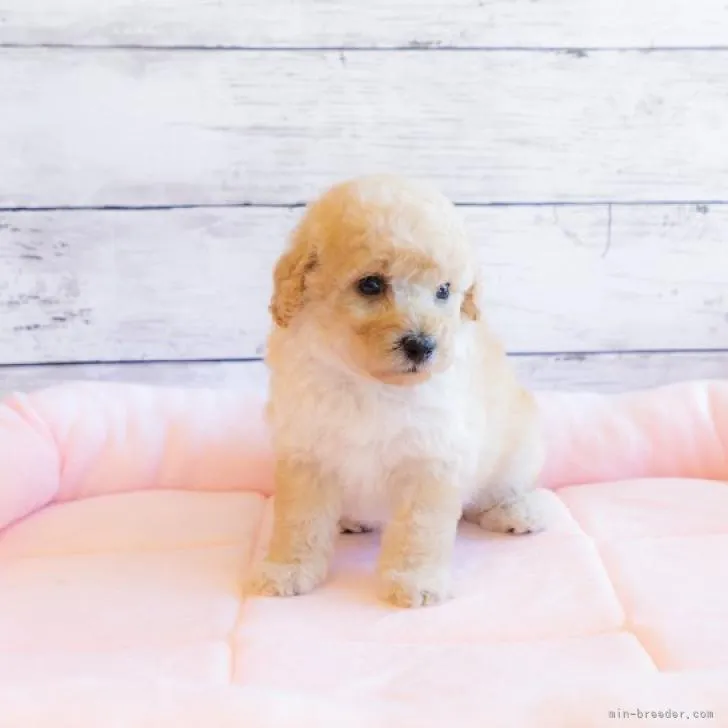 ID:2207-01388の子犬