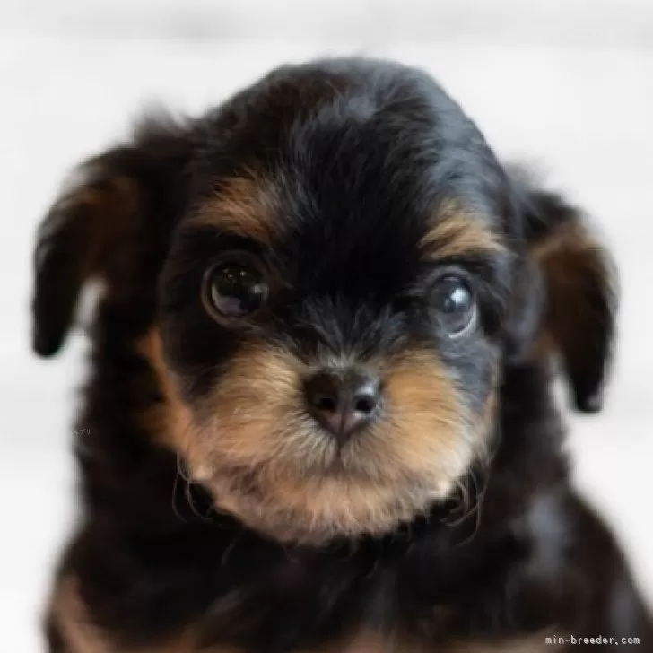 ID:2409-01542の子犬