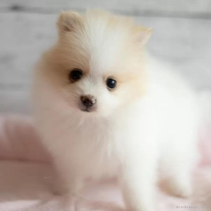 ID:2405-02350の子犬