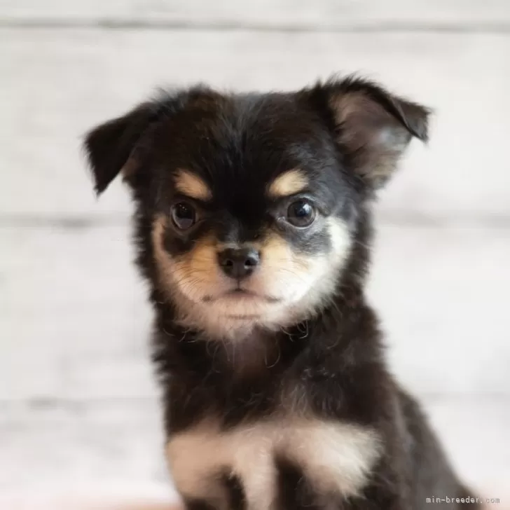 ID:2404-06324の子犬