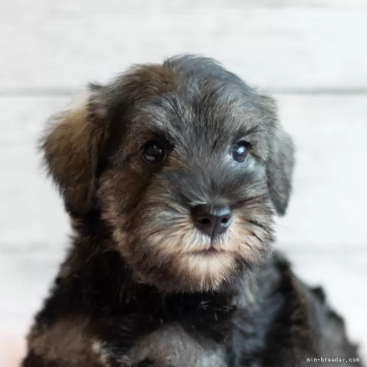 ID:2406-07119の子犬