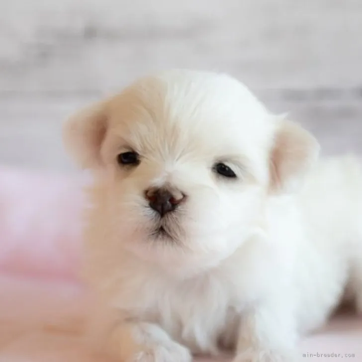ID：2303-00350の子犬