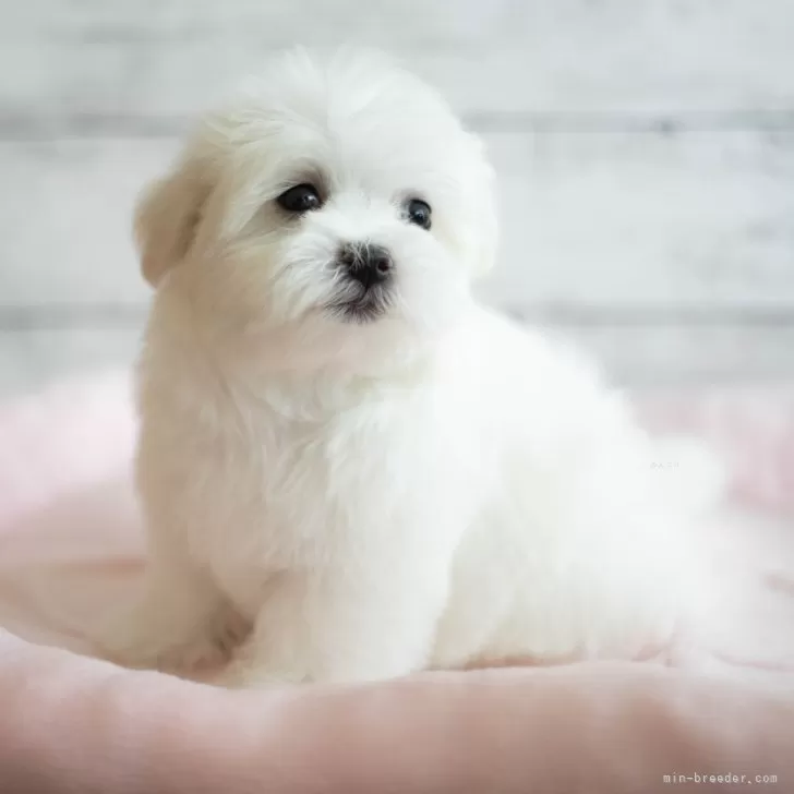 ID:2402-02178の子犬