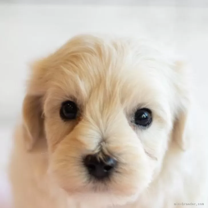 ID:2409-05442の子犬