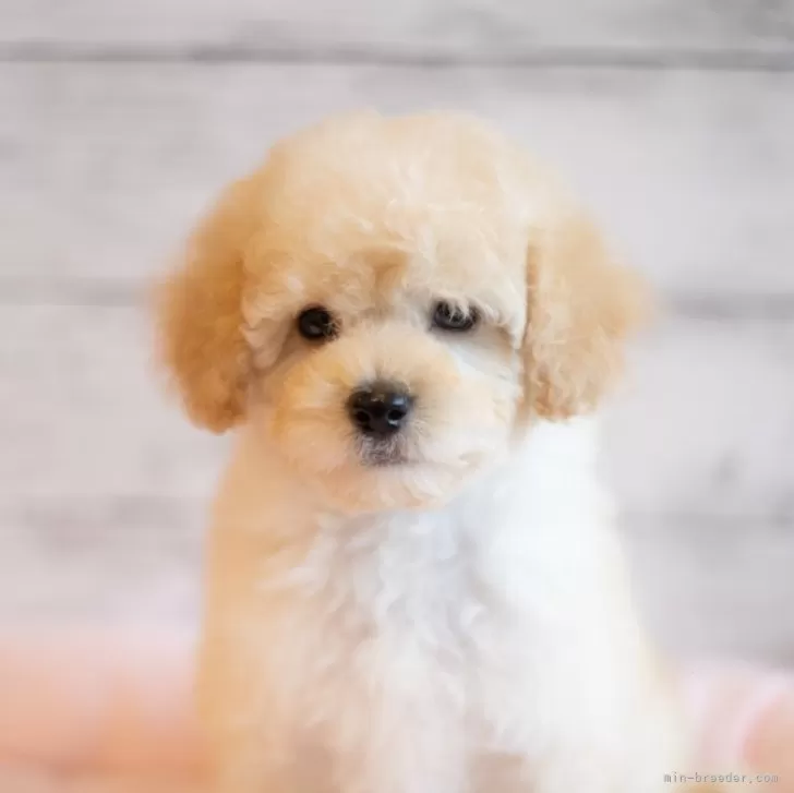 ID:2311-05809の子犬