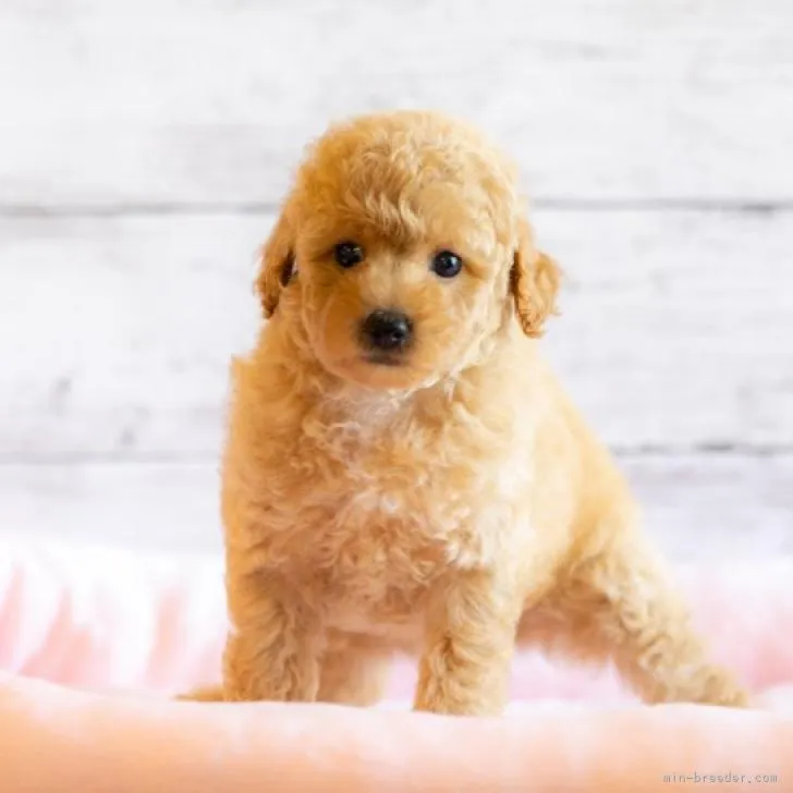 ID:2208-01993の子犬