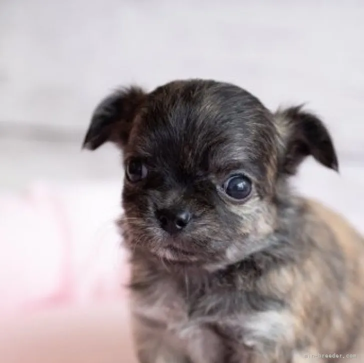 ID:2302-01716の子犬