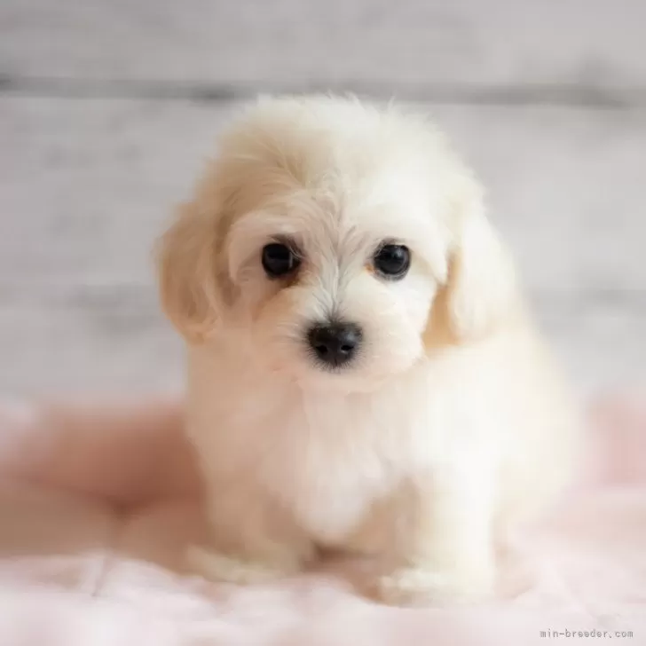 ID:2405-00438の子犬