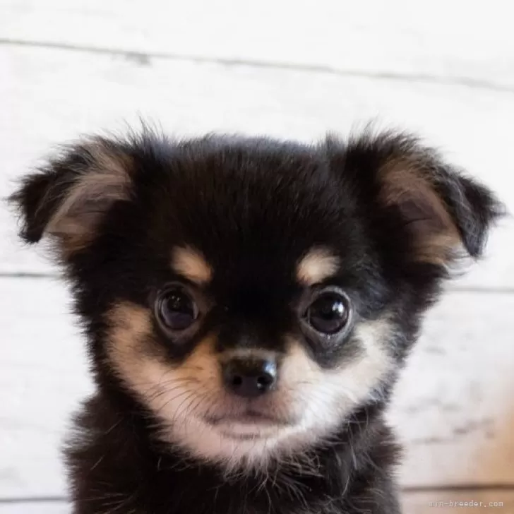 ID:2408-07764の子犬