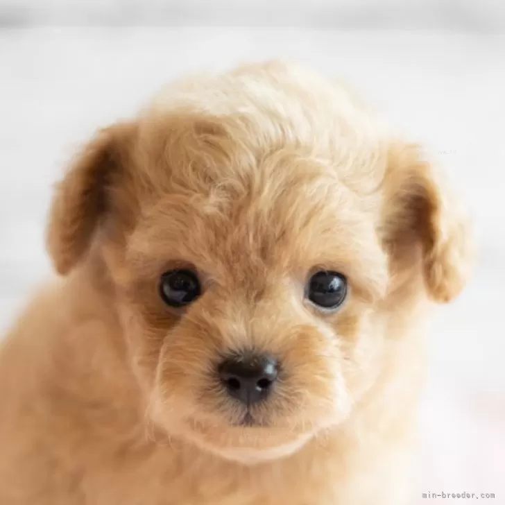 ID:2409-01540の子犬