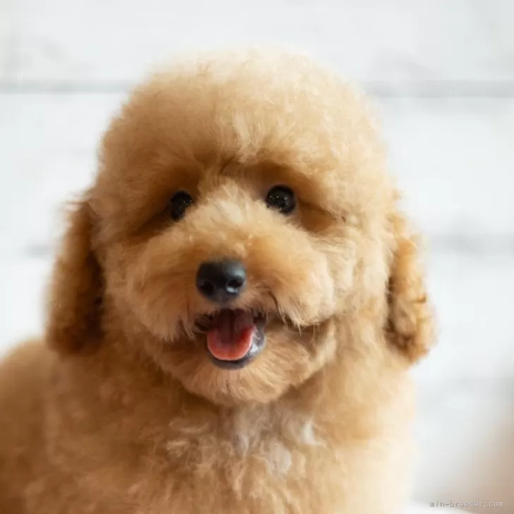 ID:2406-07218の子犬