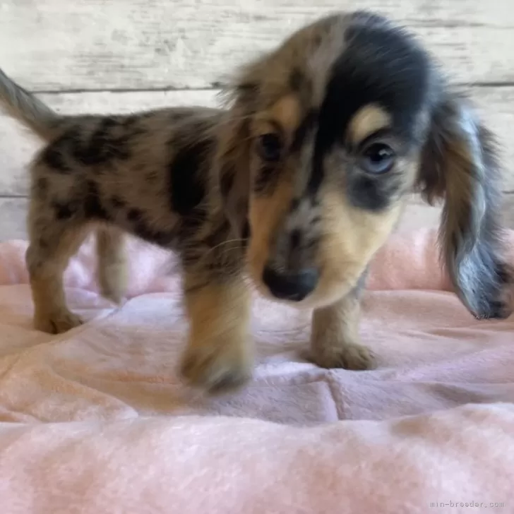 ID:2409-00725の子犬