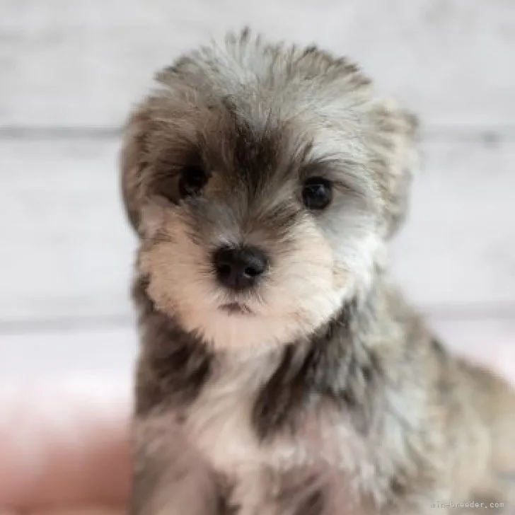 ID:2305-04653の子犬