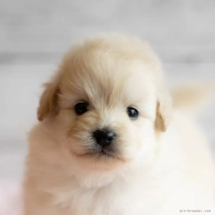 ID：2404-03998の子犬