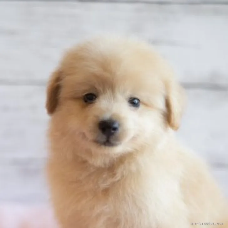 ID:2307-06133の子犬