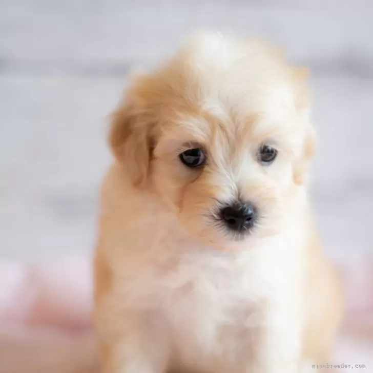 ID:2404-02628の子犬