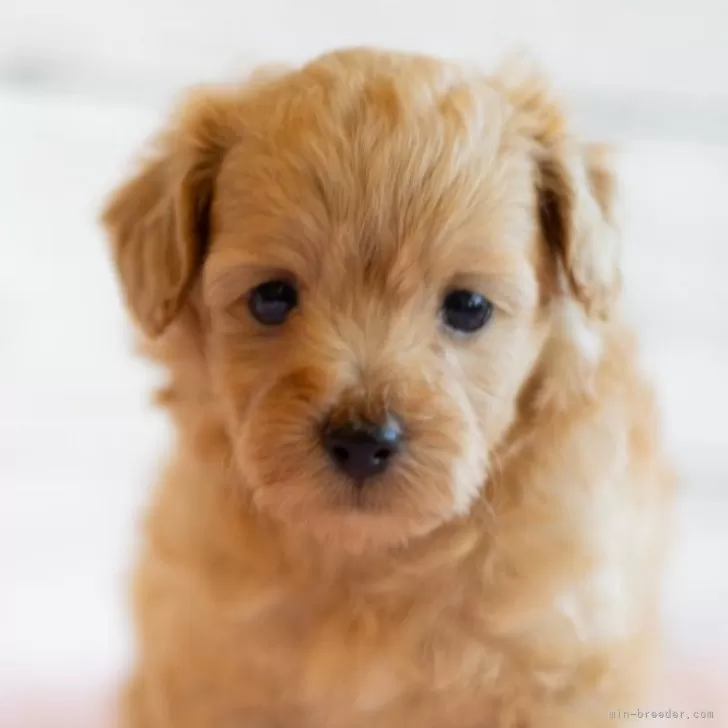 ID:2407-06451の子犬