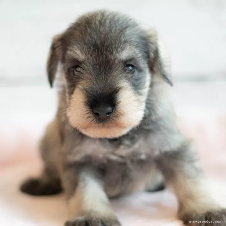 吉岡 様のお迎えした子犬