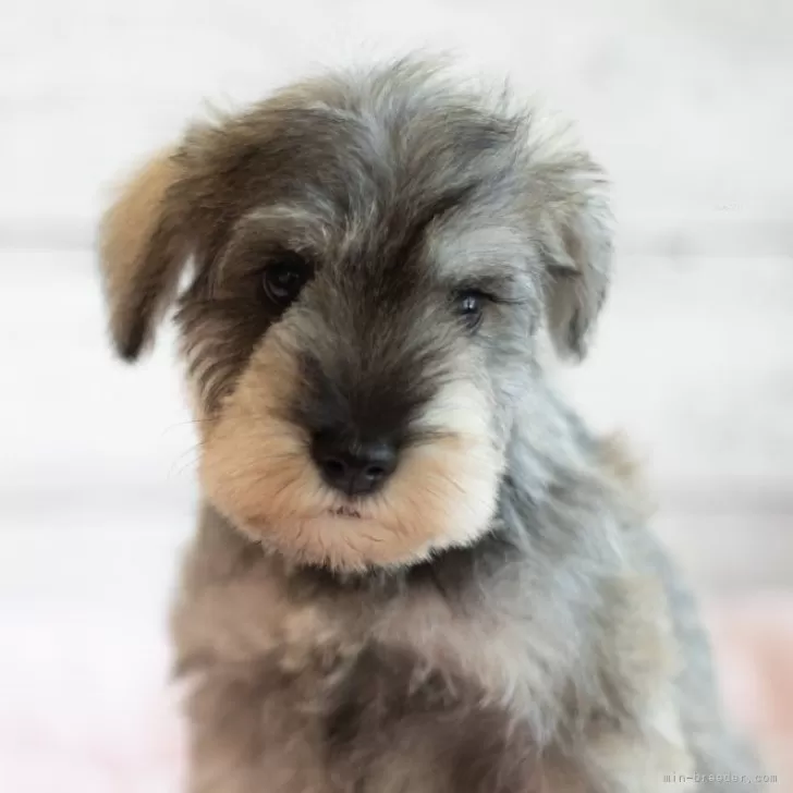 ID:2402-03711の子犬