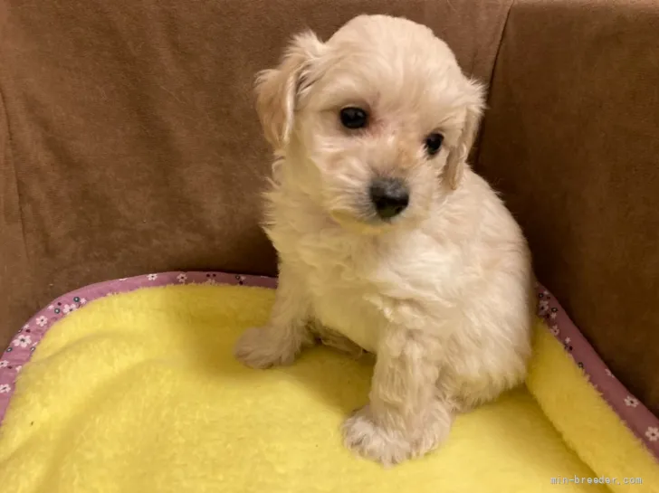 ID:2201-02517の子犬
