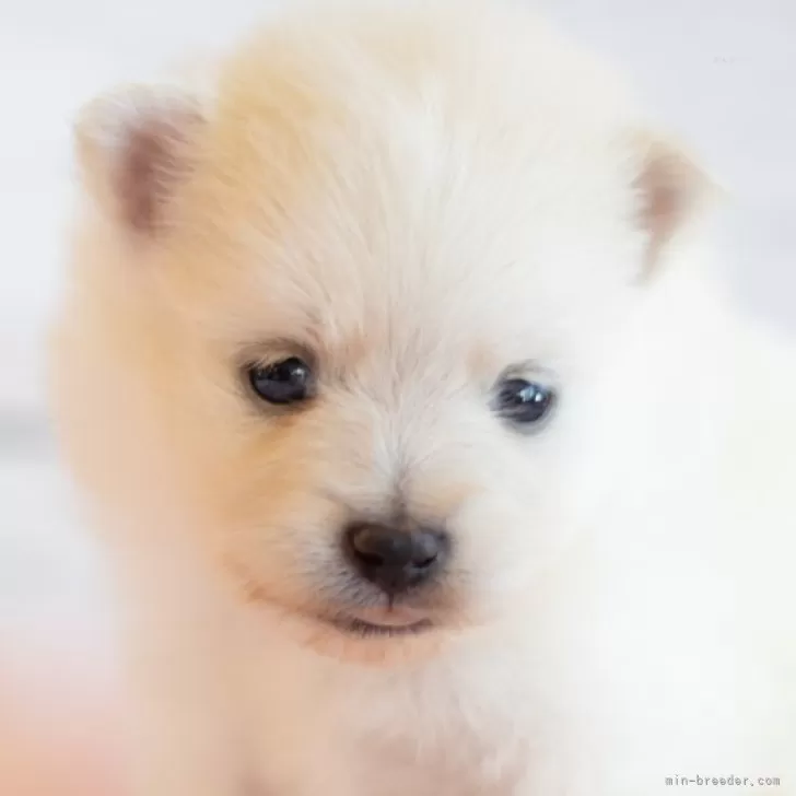 ID:2408-06372の子犬