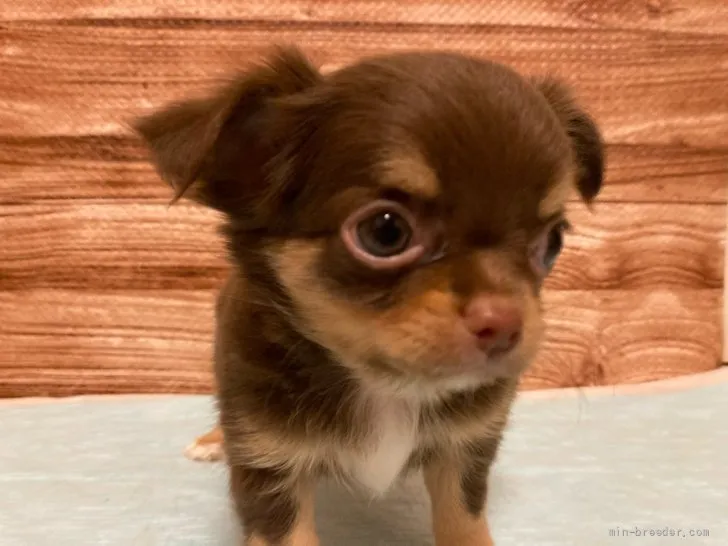 ID:2110-00022の子犬