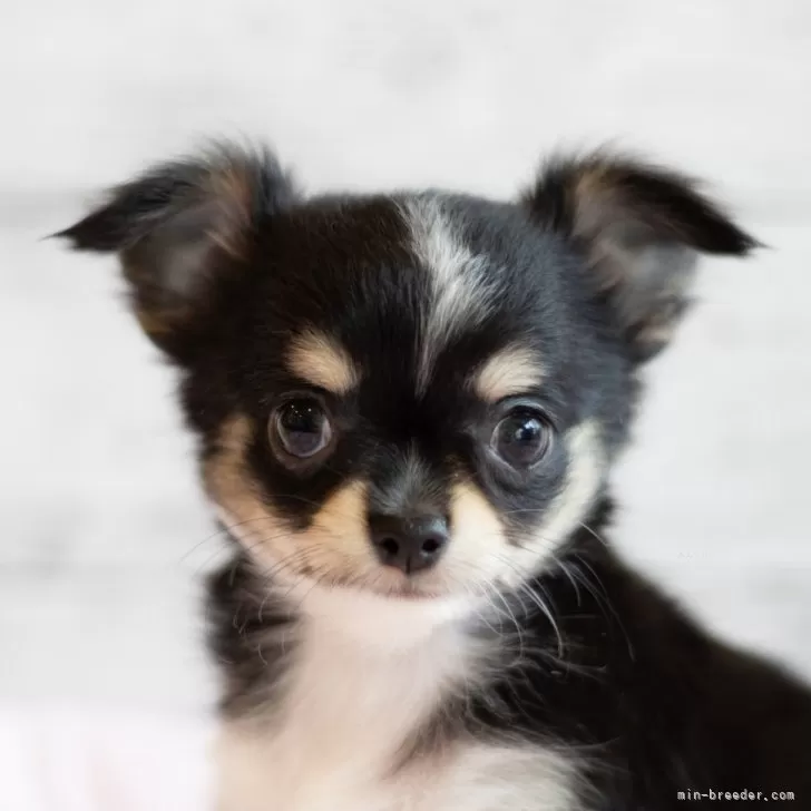 ID:2403-01729の子犬