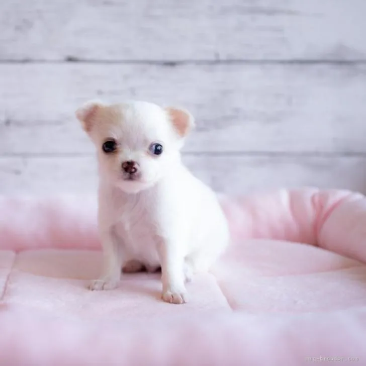 ID：2211-01768の子犬