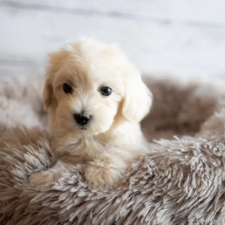 ID:2301-03607の子犬