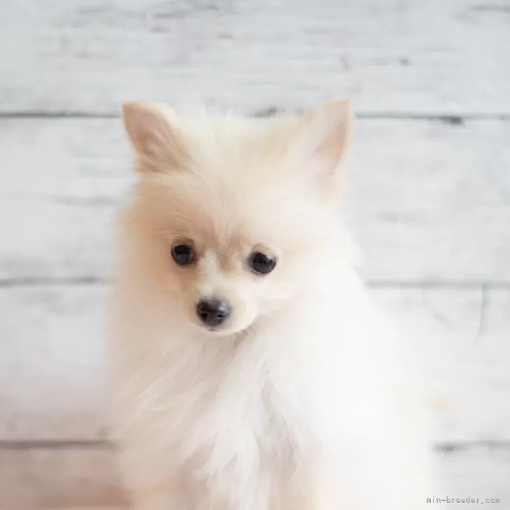 ID:2311-04697の子犬
