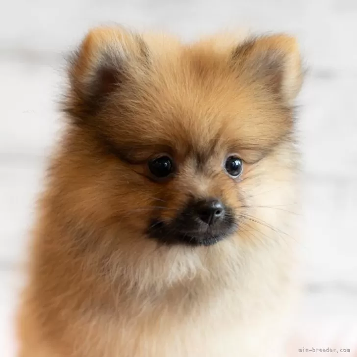 ID：2408-02383の子犬